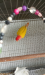 Love Bird